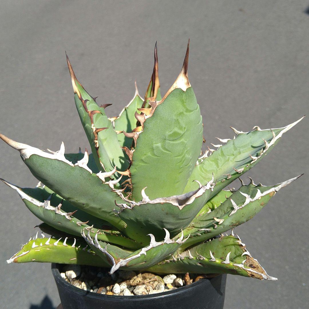 ●子株2個付き 白鯨で入手 メルカリ便 抜き苗 チタノタ 特価