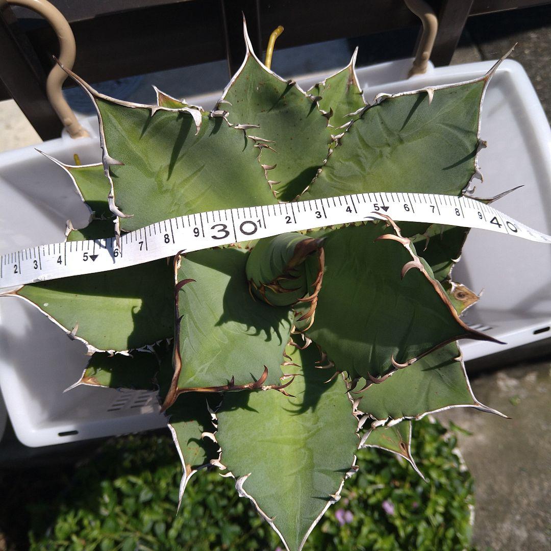 ●子株2個付き 白鯨で入手 メルカリ便 抜き苗 チタノタ 特価