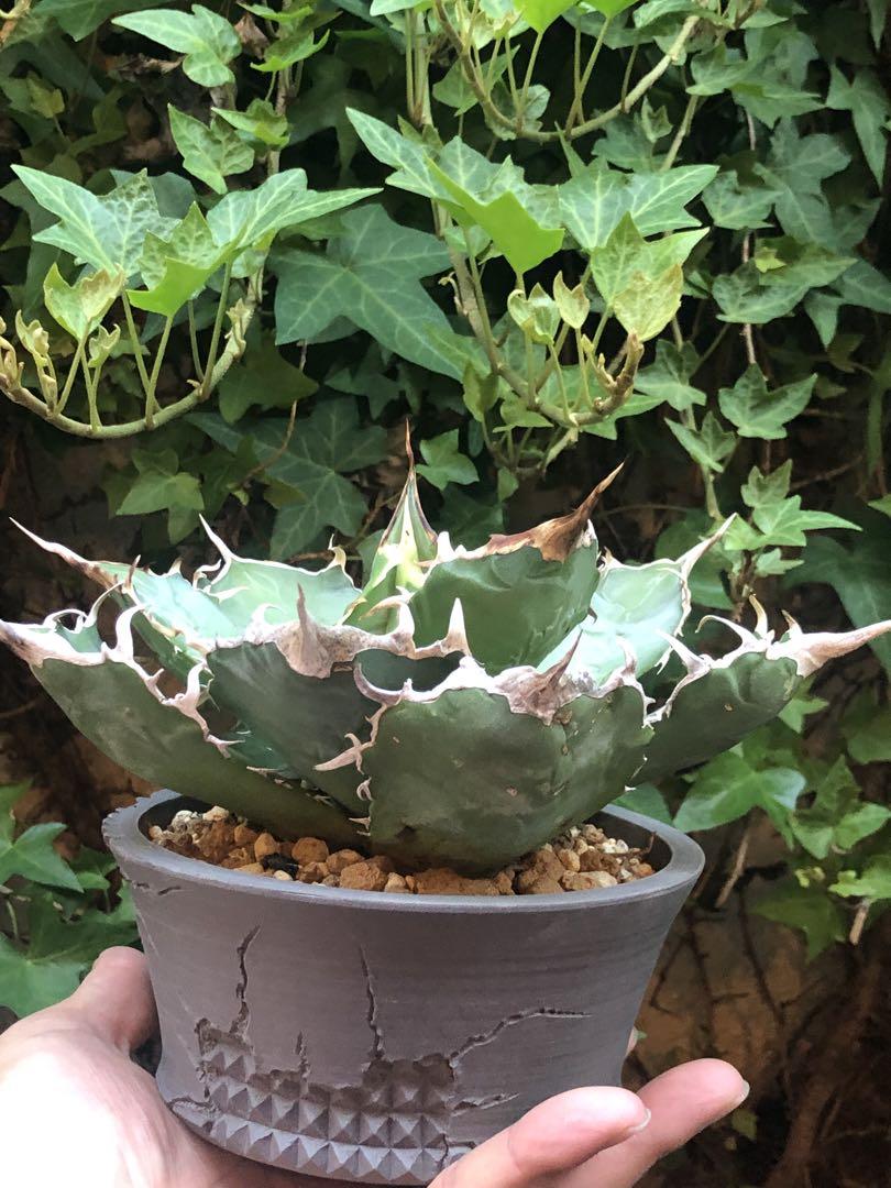 ●子株2個付き 白鯨で入手 メルカリ便 抜き苗 チタノタ 特価