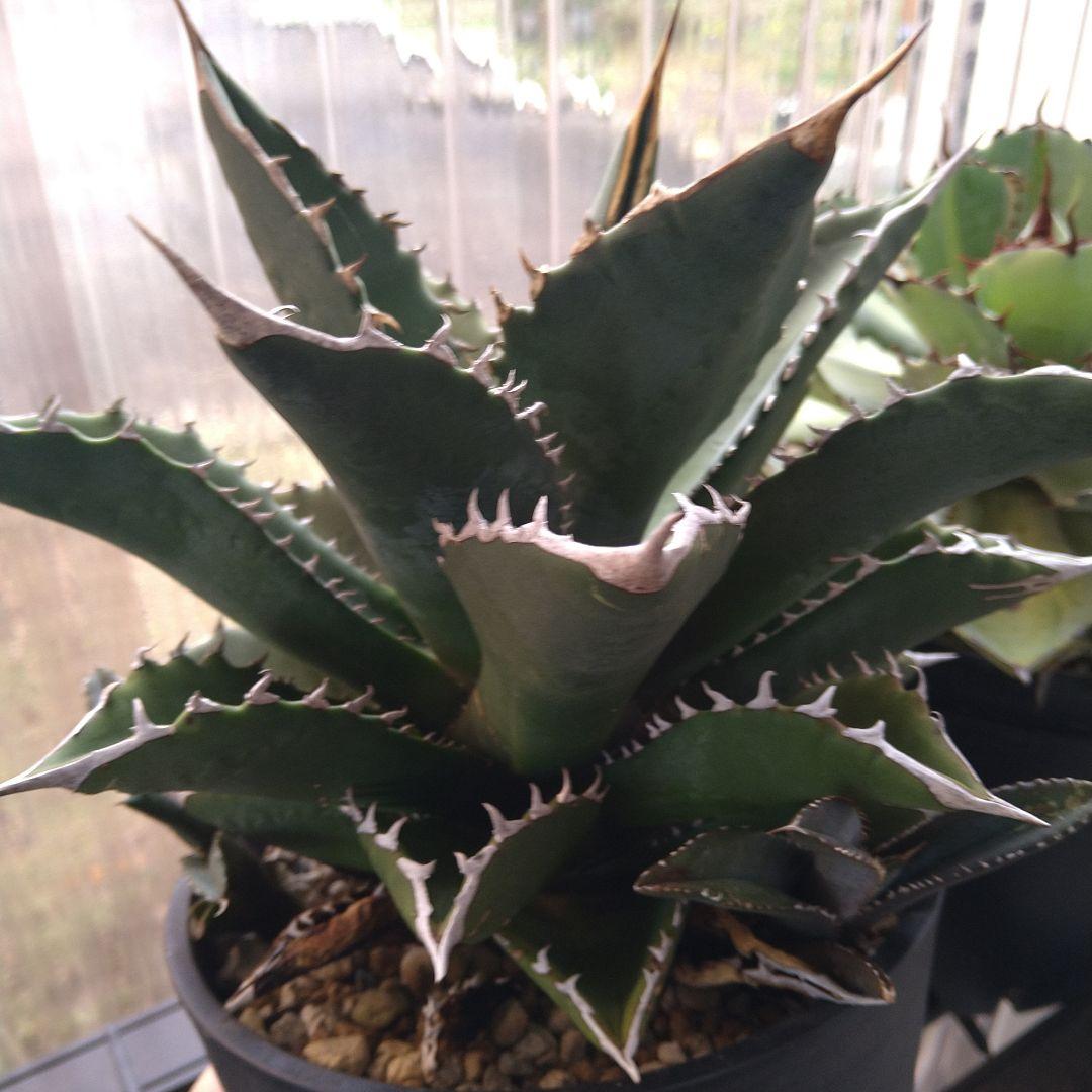 ●子株2個付き 白鯨で入手 メルカリ便 抜き苗 チタノタ 特価