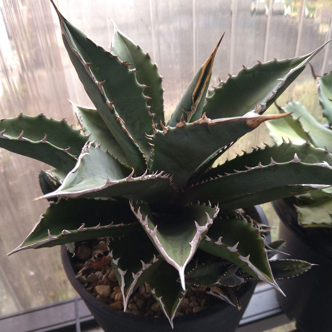 ●子株2個付き 白鯨で入手 メルカリ便 抜き苗 チタノタ 特価