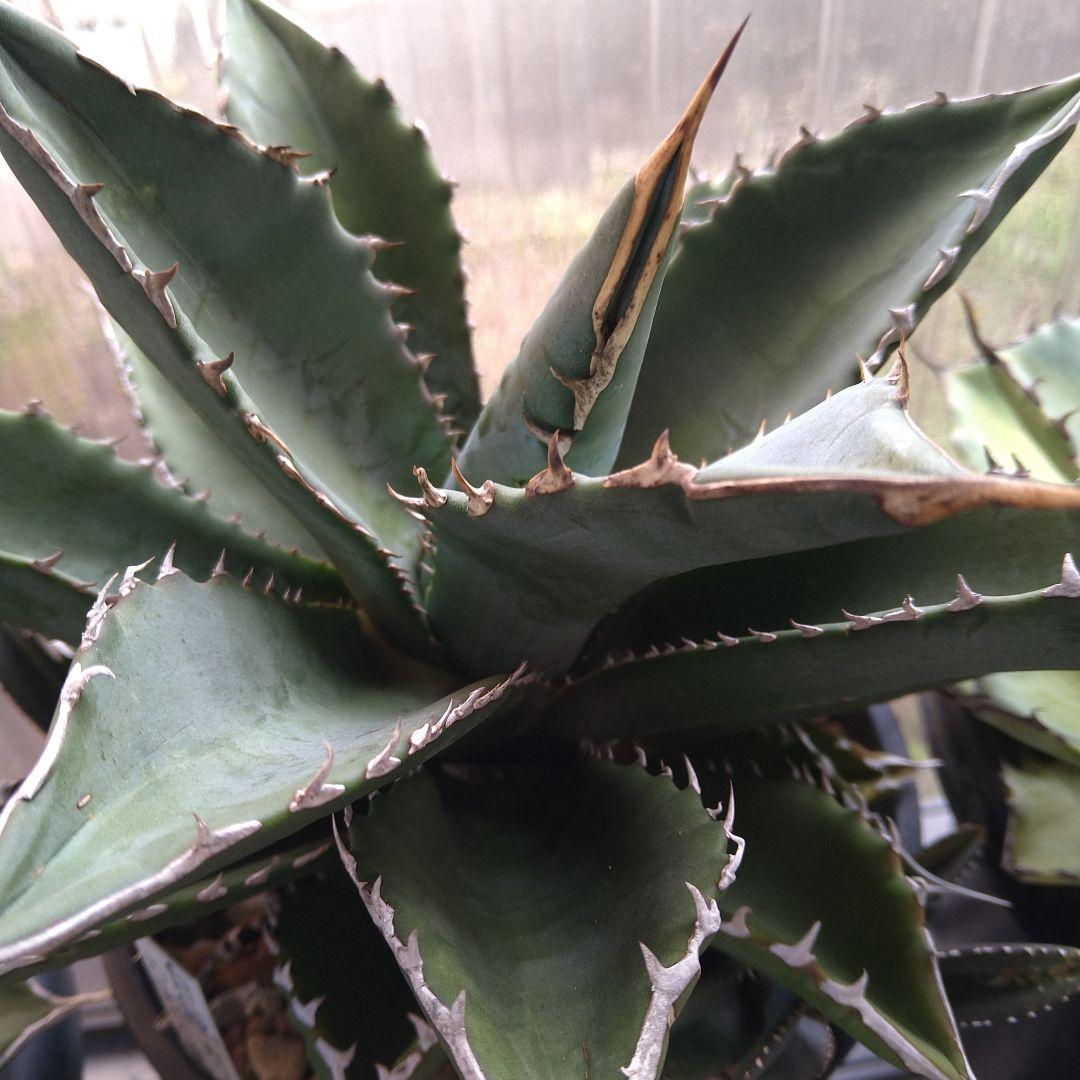 ●子株2個付き 白鯨で入手 メルカリ便 抜き苗 チタノタ 特価