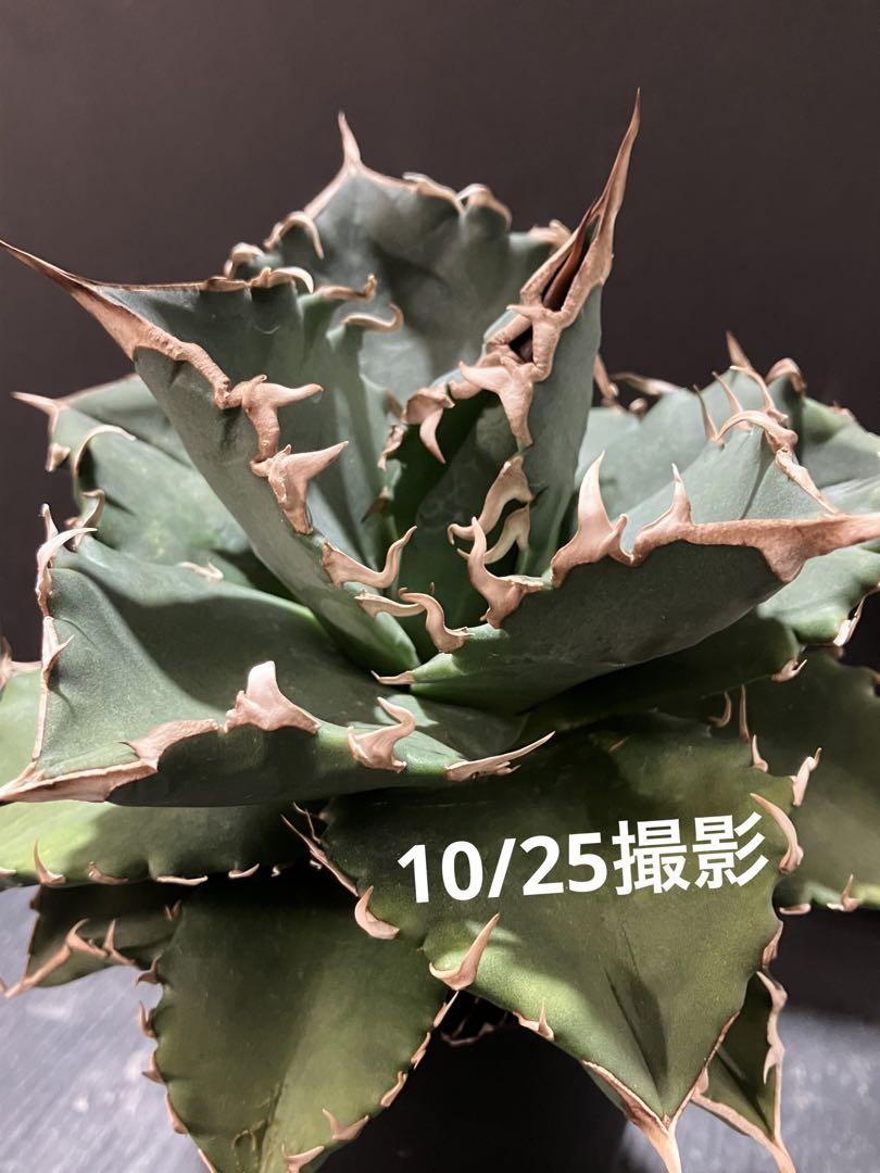 ●子株2個付き 白鯨で入手 メルカリ便 抜き苗 チタノタ 特価