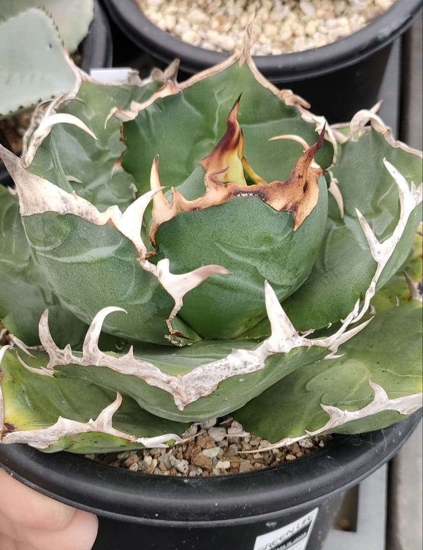 ●子株2個付き 白鯨で入手 メルカリ便 抜き苗 チタノタ 特価