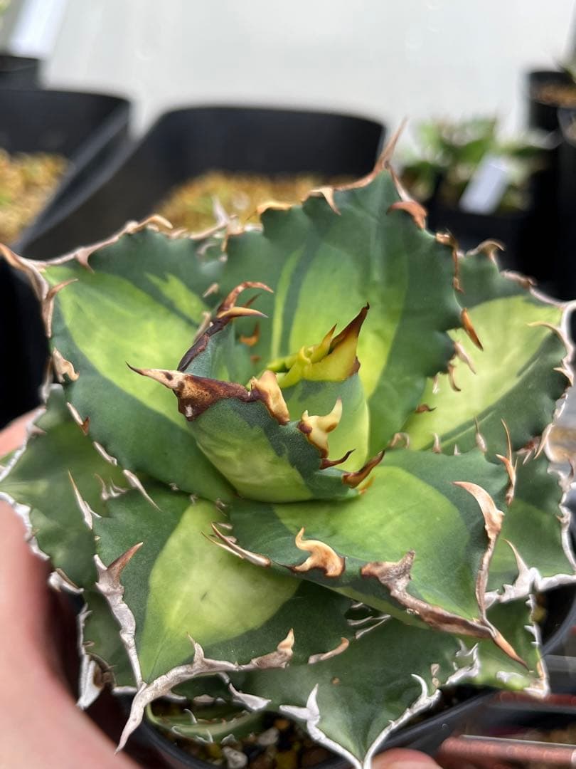 ●子株2個付き 白鯨で入手 メルカリ便 抜き苗 チタノタ 特価