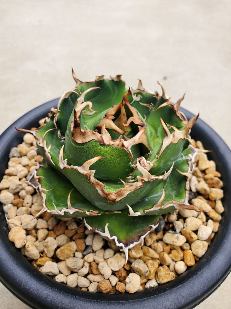 ●子株2個付き 白鯨で入手 メルカリ便 抜き苗 チタノタ 特価