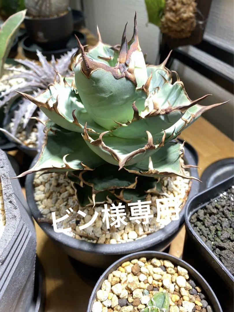 ●子株2個付き 白鯨で入手 メルカリ便 抜き苗 チタノタ 特価