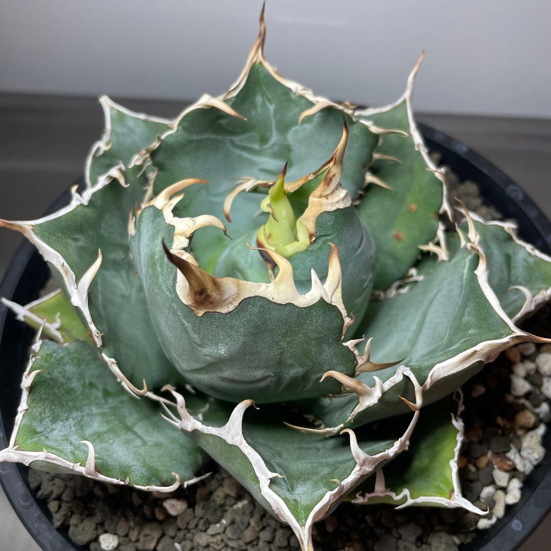 ●子株2個付き 白鯨で入手 メルカリ便 抜き苗 チタノタ 特価