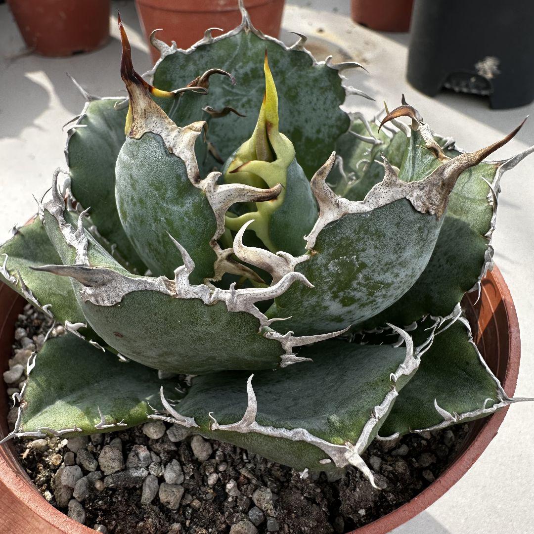 ●子株2個付き 白鯨で入手 メルカリ便 抜き苗 チタノタ 特価